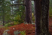 Old Trees